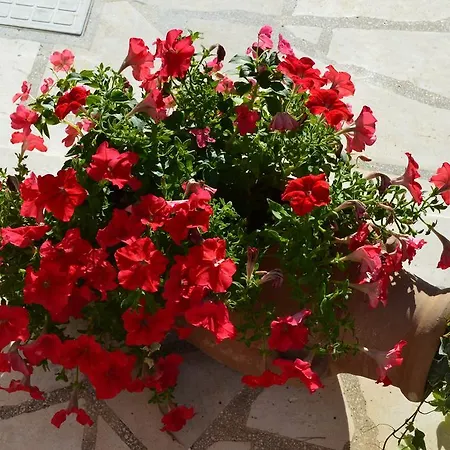 Oklopcic * トロギール