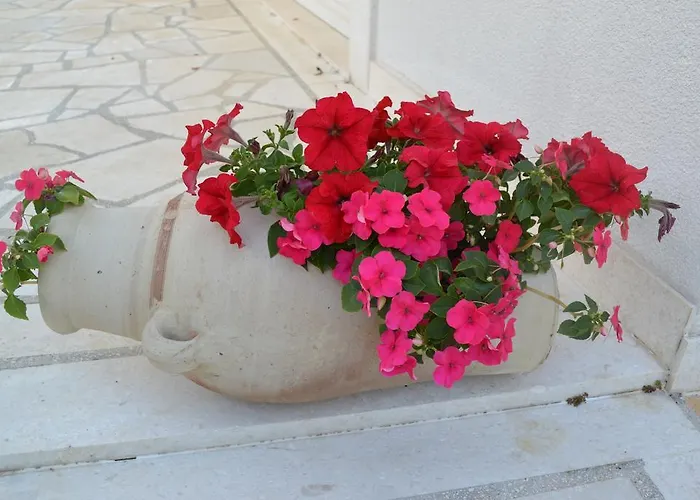Oklopcic Trogir